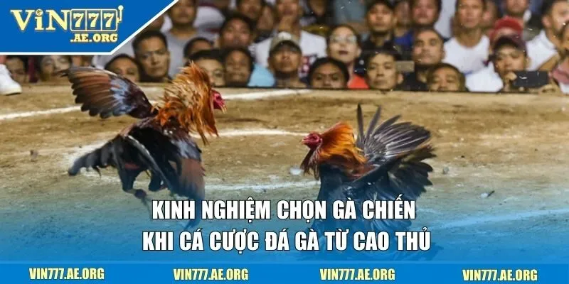 Kinh nghiệm chọn gà chiến